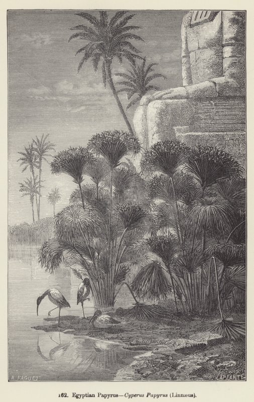 Egyptisk papyrus, Cyperus Papyrus, Linné (gravyr) av European School