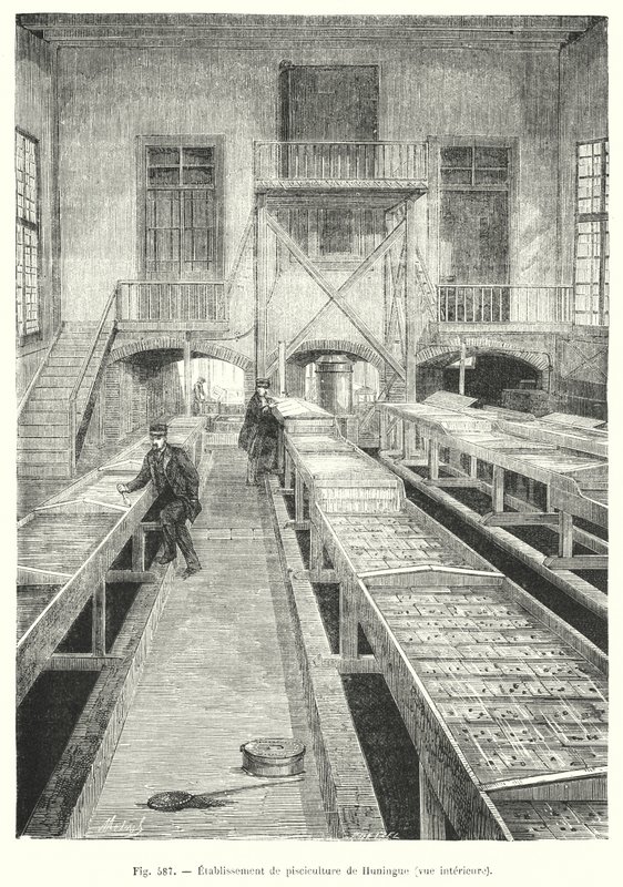 Huningue fiskodling, interiör vy. (gravyr) av European School