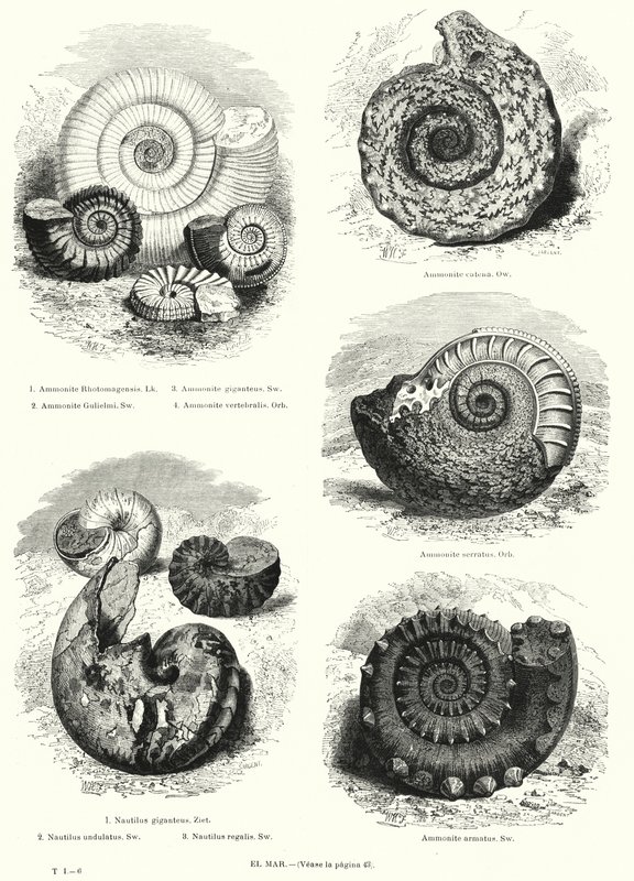 Fossil av ammoniter och nautilus (litho) av European School