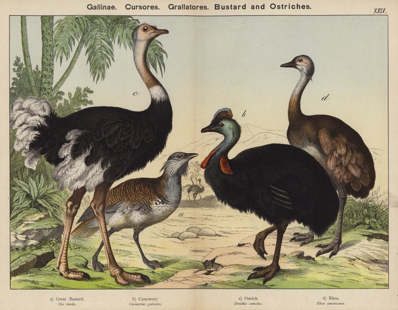 Ladugårdslöpare, Grallatorer, Bustard och Struts (färg litho) av European School
