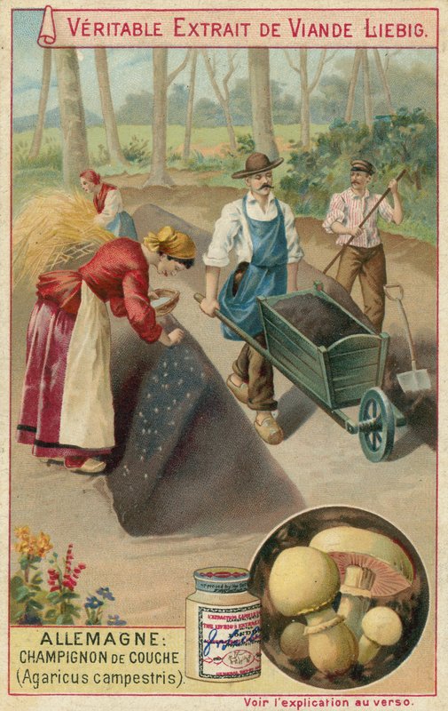 Tyskland: åkersvamp (Agaricus campestris) av European School