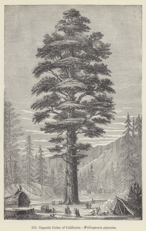 Gigantic Cedar of California, Wellingtonia gigantea (gravyr) av European School