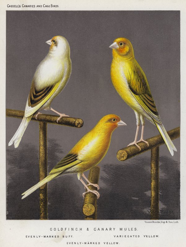 Goldfinch och Canary Mules, Evenly-Marked Buff, Variecated Yellow, Evenly-Marked Yellow (färglitografi) av European School