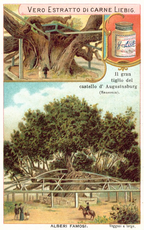 Stort lindeträd på tomten till Augustusburg Hunting Lodge, Sachsen, Tyskland (chromolitho) av European School