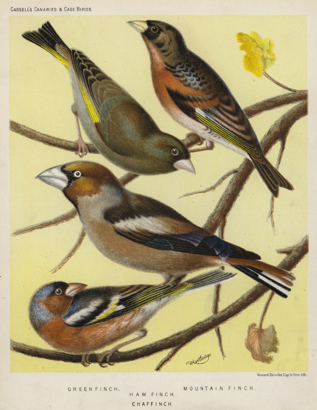 Grön fink, bergfink, bofink, bofink (färg litho) av European School