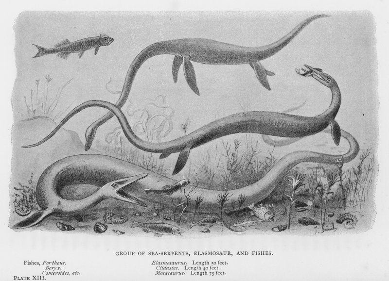 Grupp av havsormar, Elasmosaur och fiskar (litho) av European School