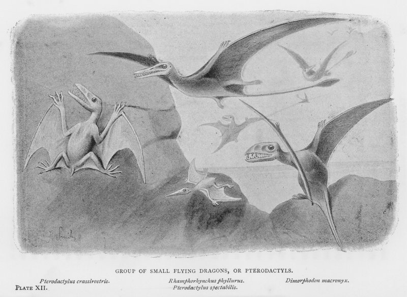 Grupp av små flygande drakar, eller Pterodactyls (litho) av European School