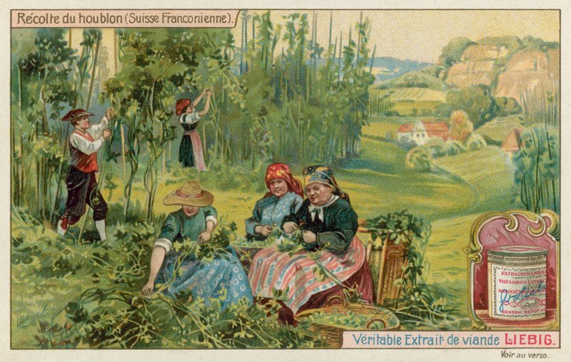 Skörda humle i franska Schweiz av European School