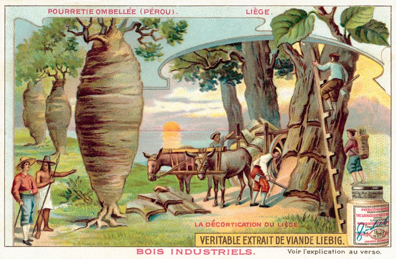 Skörda bark från träd i Peru (chromolitho) av European School