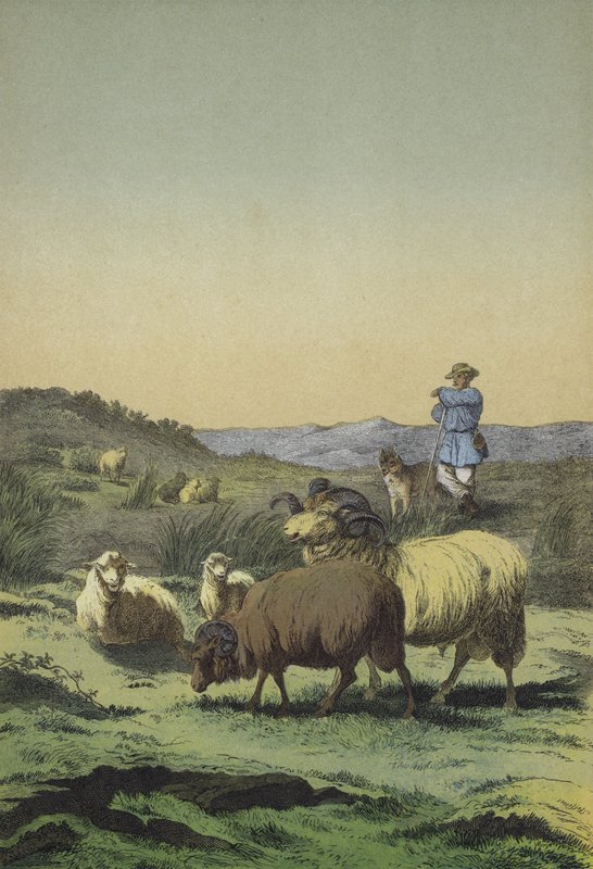 Centraleuropas hedar: herde och fårhund med hed- och merinofår (färg litho) av European School