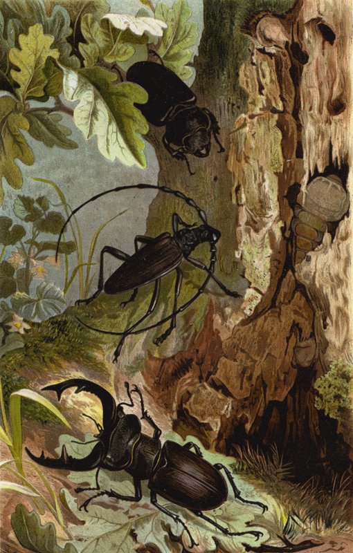 Stag Beetle och Heldbock av European School