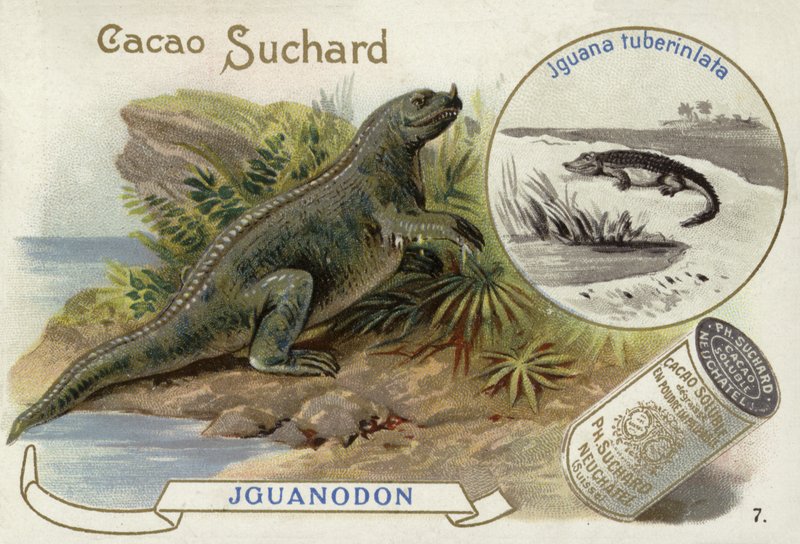Iguanodon och Iguana Tuberculata av European School