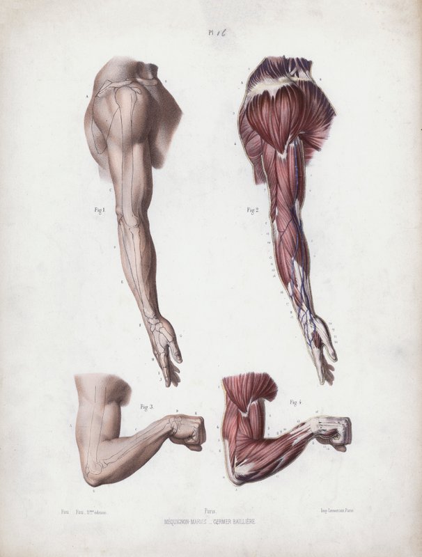 Illustration för The Anatomy of the External Forms of Man: Manliga armar och händer (färg litho) av European School