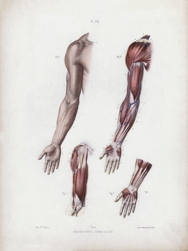 Illustration för The Anatomy of the External Forms of Man: Manliga armar och händer (färg litho) av European School