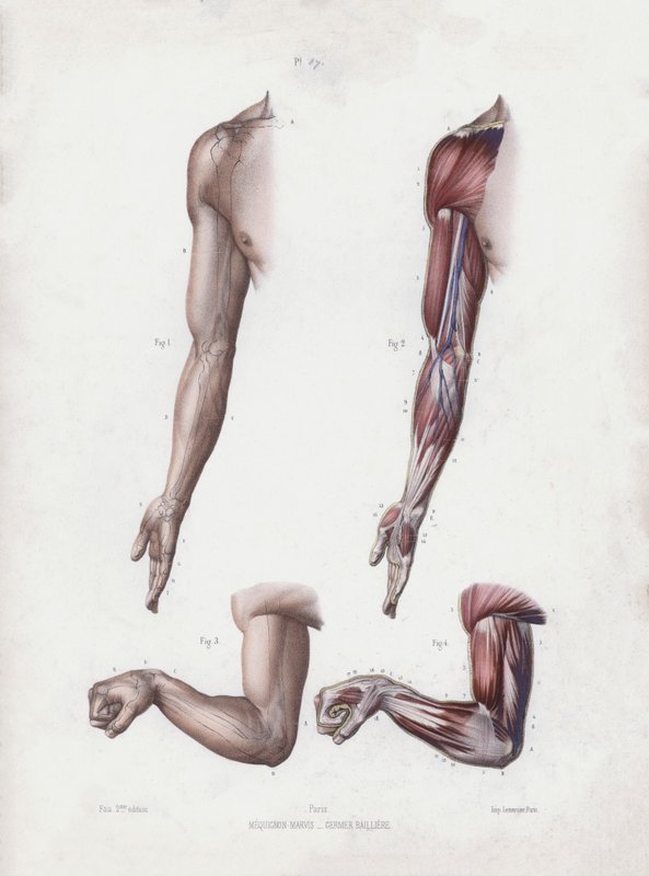 Illustration för The Anatomy of the External Forms of Man: Manliga armar och händer (färg litho) av European School