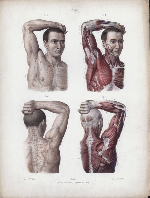 Illustration för The Anatomy of the External Forms of Man: Man, arm, huvud och bål av European School