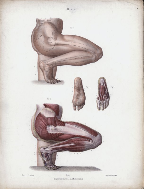 Illustration för The Anatomy of the External Forms of Man: Manliga ben och fot (färg litho) av European School
