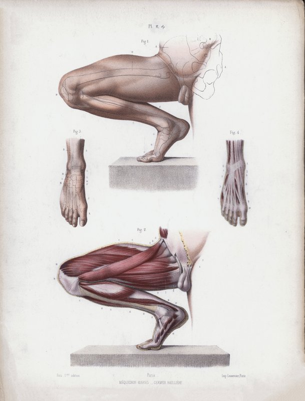 Illustration för The Anatomy of the External Forms of Man: Manliga ben och fot av European School