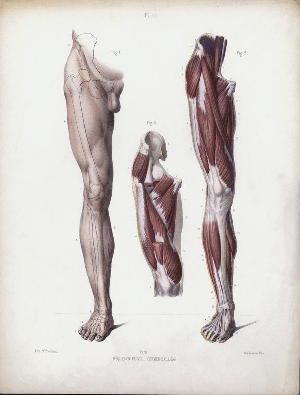 Illustration för The Anatomy of the External Forms of Man: Manligt ben, framifrån (färg litho) av European School