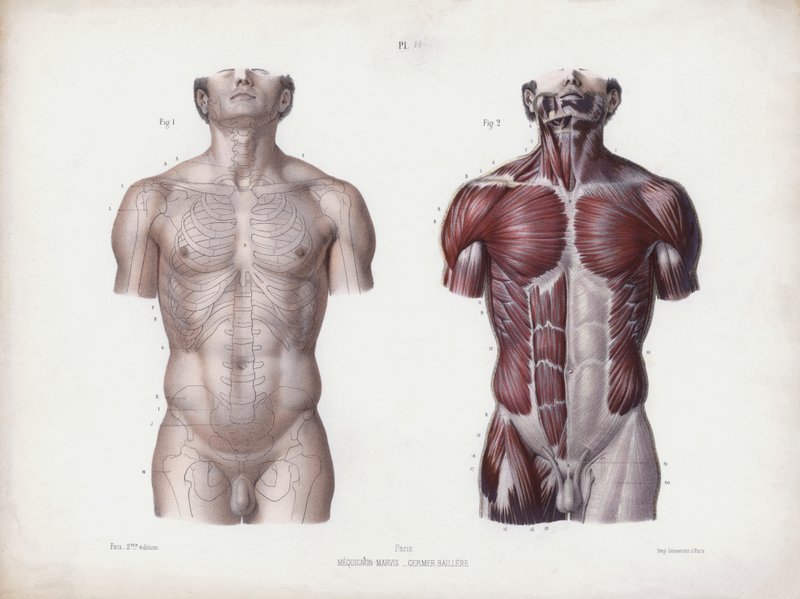 Illustration för The Anatomy of the External Forms of Man: Manlig torso, framifrån (färg litho) av European School