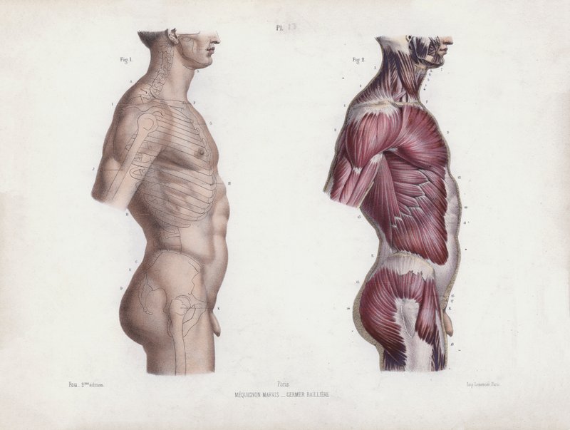 Illustration till Anatomin av människans yttre former: Manlig torso, sidovy (färglitografi) av European School