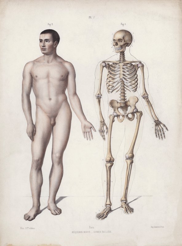 Illustration för The Anatomy of the External Forms of Man: Man stående (färg litho) av European School