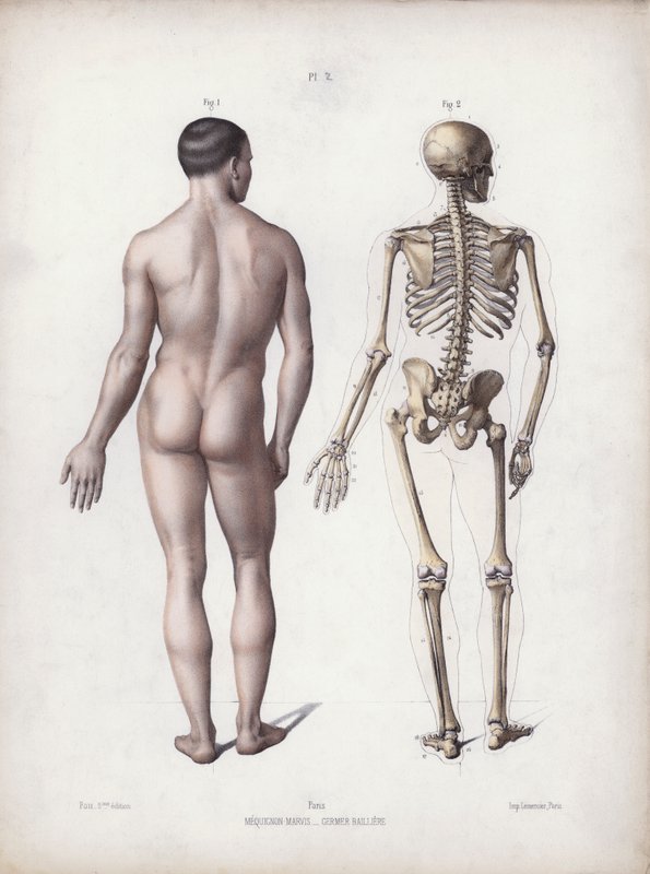 Illustration för The Anatomy of the External Forms of Man: Man stående, bakifrån (färg litho) av European School
