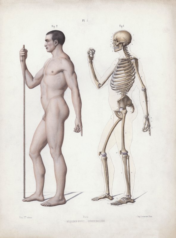 Illustration för The Anatomy of the External Forms of Man: Man stående, sidovy (färg litho) av European School