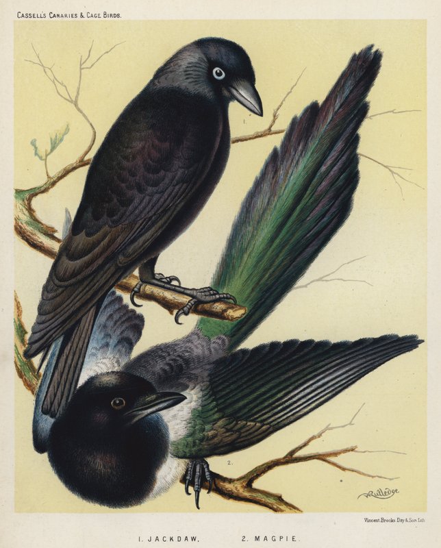 Jackdaw, skata (färg litho) av European School