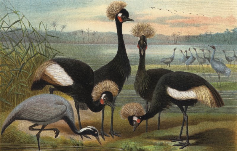 Maidens och Peacock Crane av European School