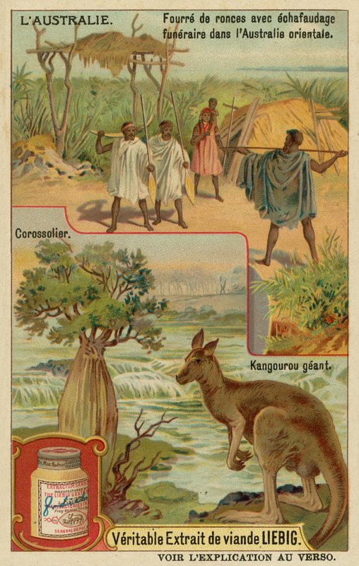 Känguru, sockeräppelträd och en begravningsbår med täckning av European School