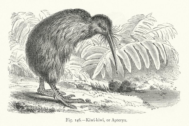 Kiwi-kiwi eller Apteryx (gravyr) av European School