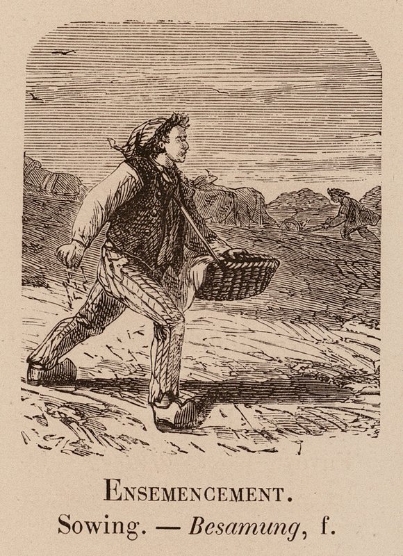 Illustrativt ordförråd: Sådd; Sådd; Besamung (gravyr) av European School