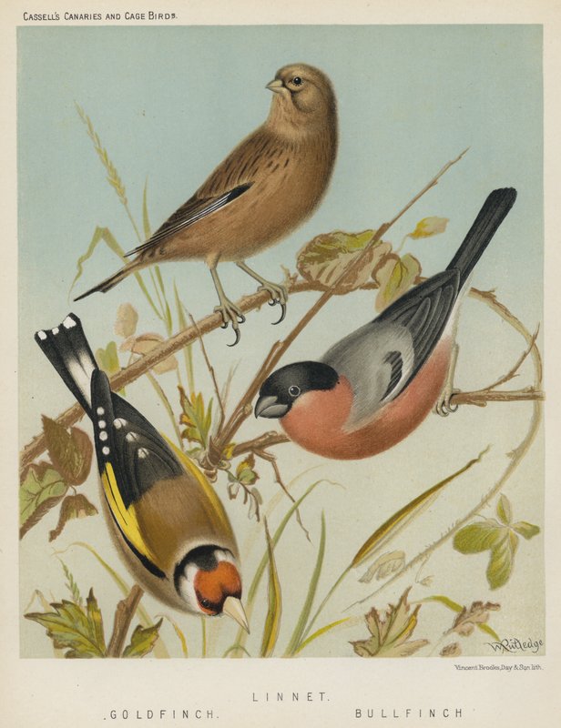 Linnet, Gold Finch, Bull Finch (färglitografi) av European School