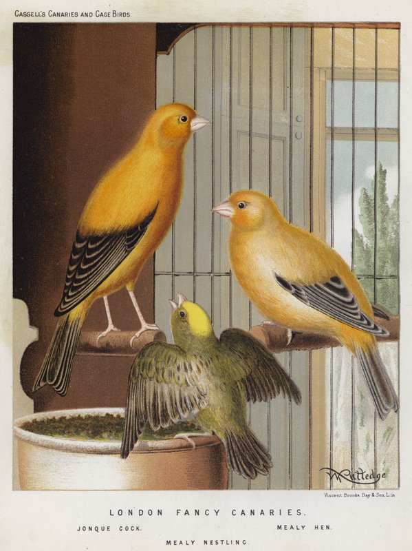 London Fancy Canaries, Jonque Cock, Mealy Hen, Mealy Nestling (färg litho) av European School
