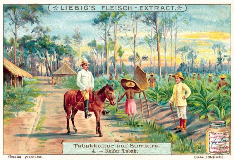 Mogna tobaksväxter (chromolitho) av European School