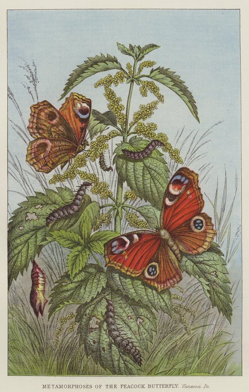 Metamorphoses of the Peacock Butterfly, Vanessa Io (gravyr) av European School