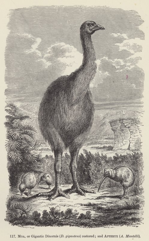 Moa, eller Gigantic Dinornis (D giganteus) återställd; och Apteryx, A Mantelli (gravyr) av European School