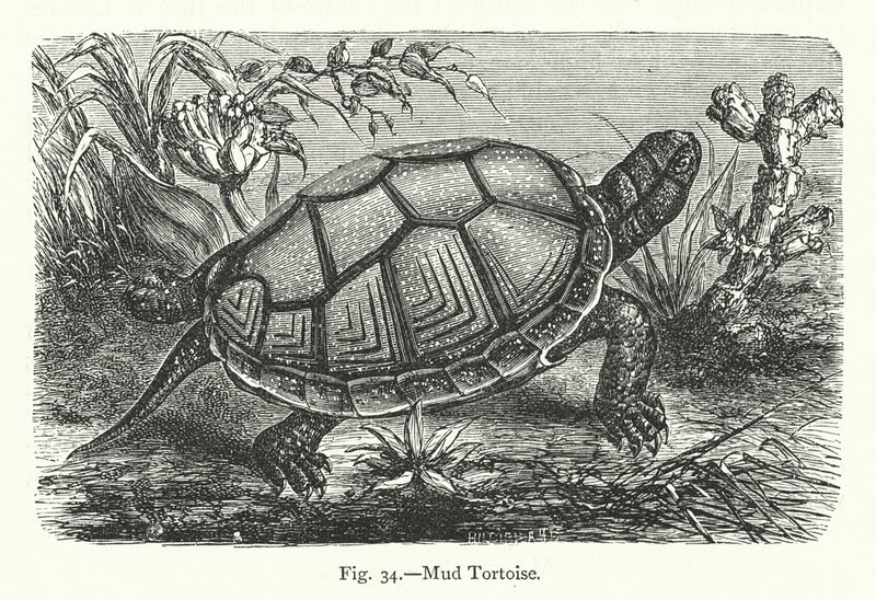 Mud Tortoise (gravyr) av European School
