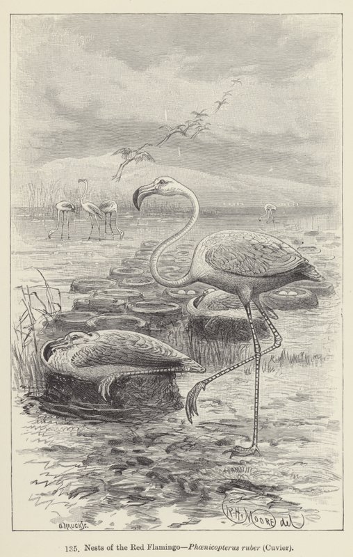 Röda flamingoboet, Phoenicopterus ruber, Cuvier (gravyr) av European School