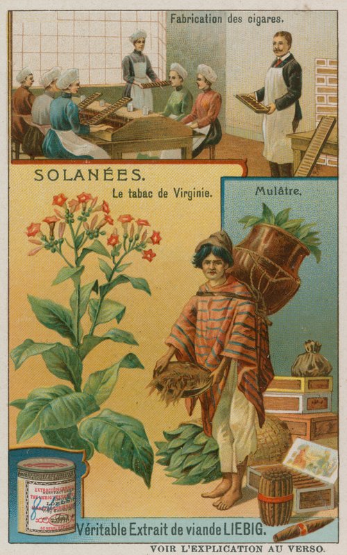 Nicotiana eller tobak av European School