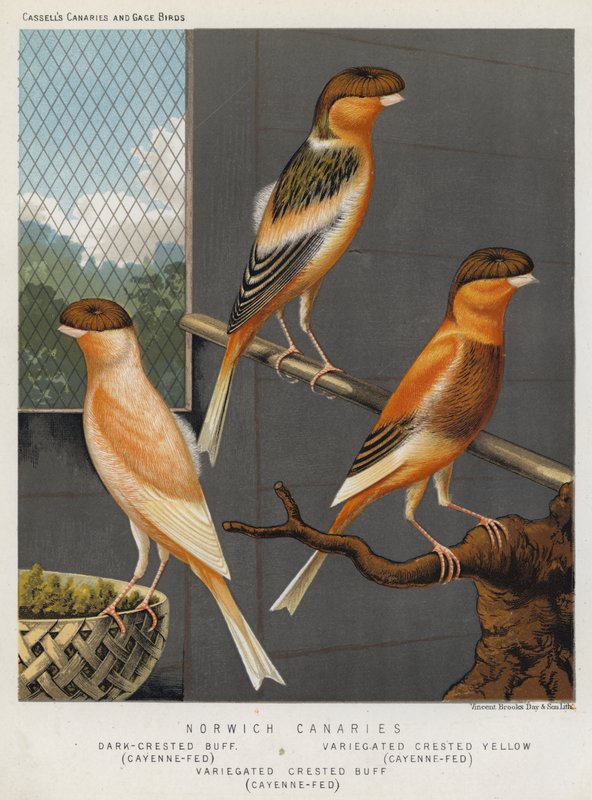 Norwichkanariefågel, mörkhårig buffé, cayennefärgad, brokighårig gul, cayennefärgad, brokighårig buffé, cayennefärgad (färglitografi) av European School