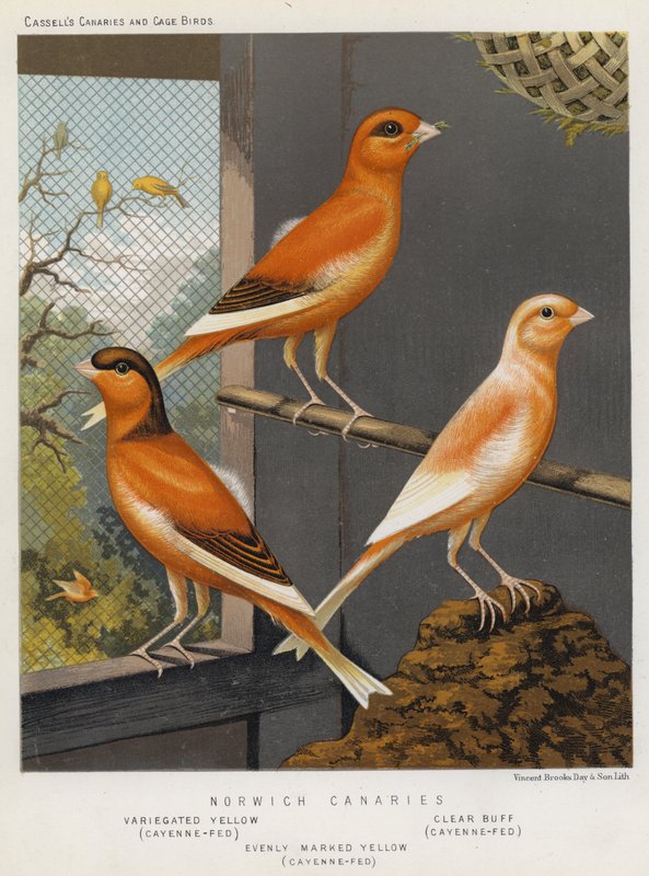 Norwich Canaries, brokig gul, Cayenne-matad, Clear Buff, Cayenne-Fed, Jämnt markerad gul, Cayenne-Fed (färg litho) av European School
