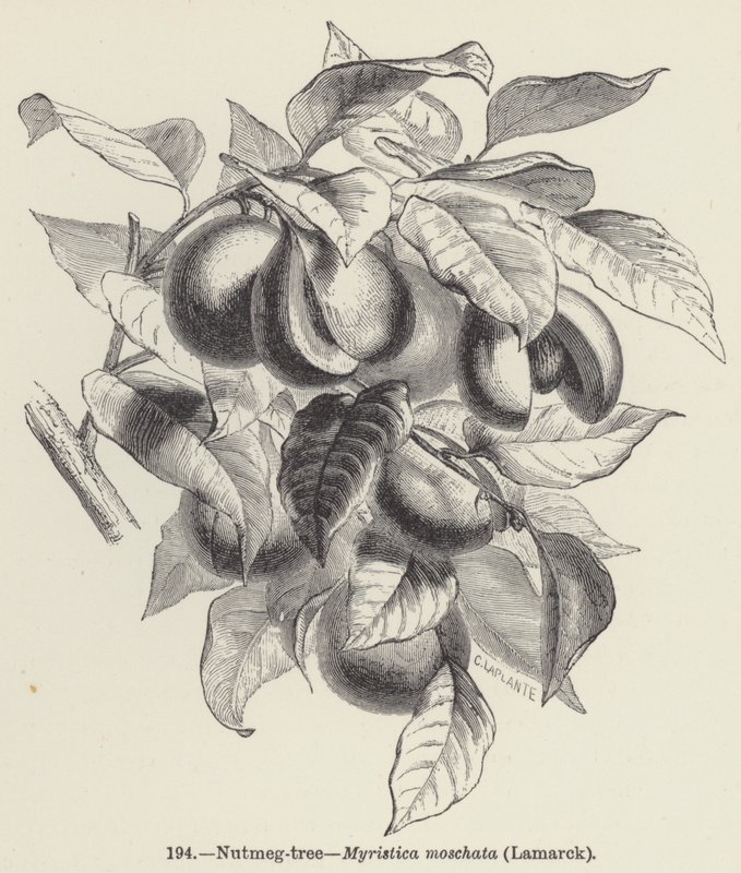 Muskotträd, Myristica moschata, Lamarck (gravyr) av European School
