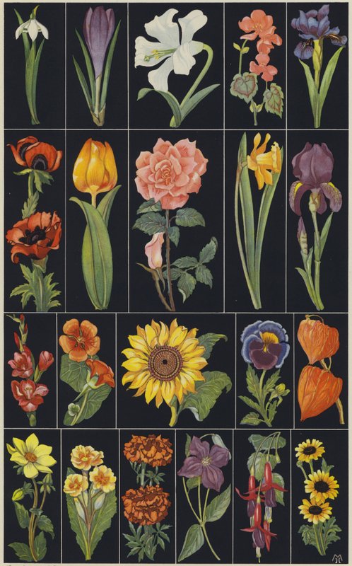 Sida ur barnbilderboken Flowers (färglitografi) av European School