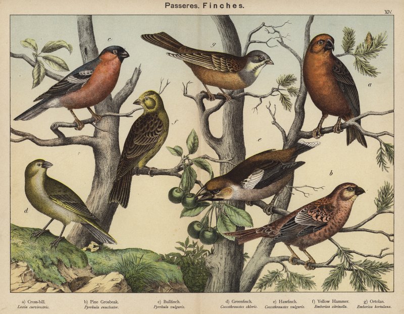 Passeres, Finches (färglitografi) av European School