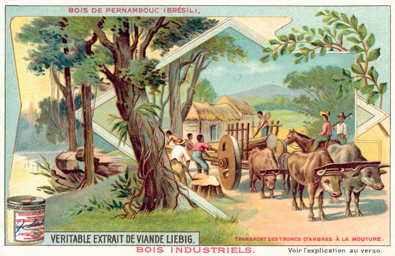 Pernambuco-träd (chromolitho) av European School