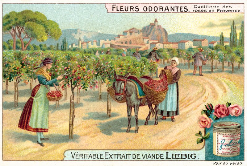 Plocka rosor i Provence (chromolitho) av European School