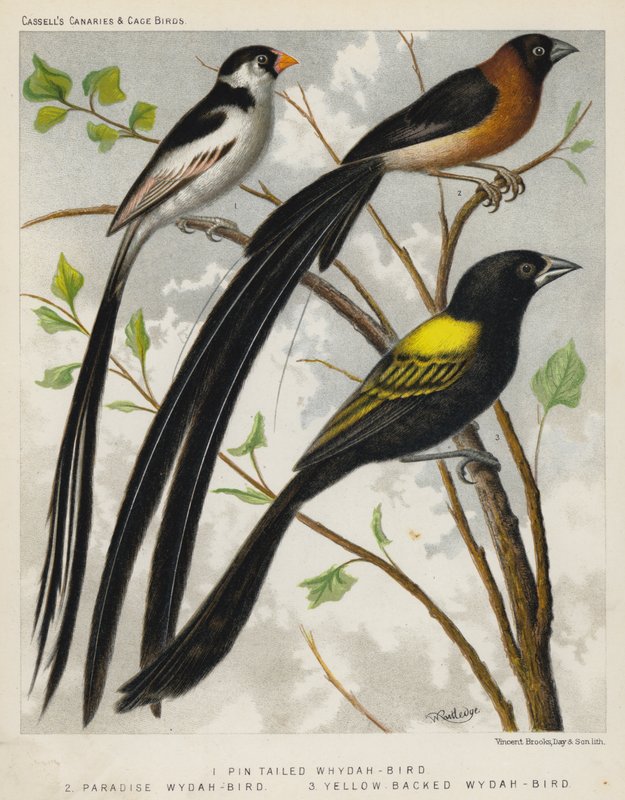 Pin Tailed Whydah-Bird, Paradise Whydah-Bird, Yellow Backed Whydah-Bird (färg litho) av European School