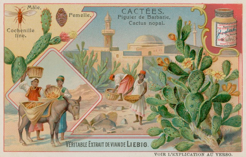 Prickly pear (Cactus Nopal) och Cochineal Beetle av European School